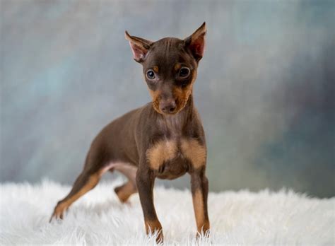 Find Miniature Pinscher puppies for saleNear Pennsylvania. The brave and playful Min Pin has a big personality in a small body. They are incredibly observant, prideful, and fun-loving. We decided to start breeding to share the best possible puppies with excellent personalities, temperament, and most of all health! 